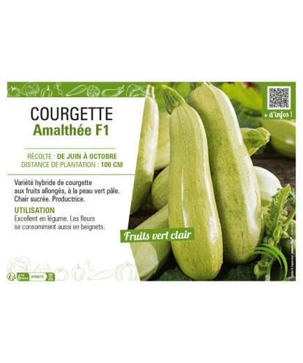 COURGETTE AMALTHÉE F1