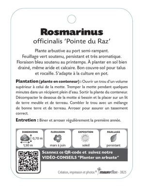 ROSMARINUS officinalis 'Pointe du Raz' voir Romarin