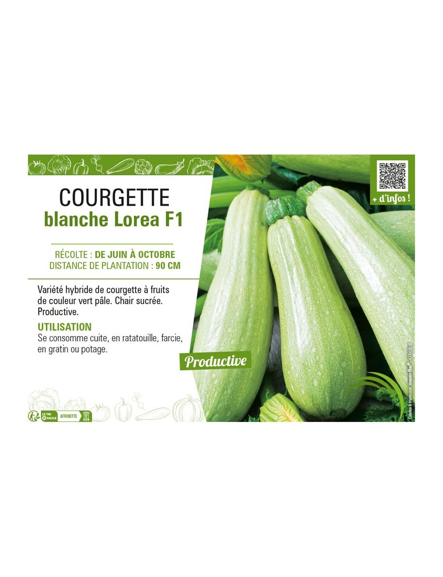 COURGETTE BLANCHE LOREA F1