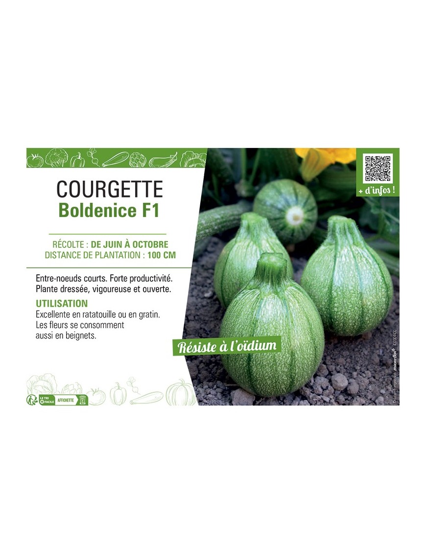 COURGETTE BOLDENICE F1