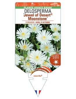 DELOSPERMA Jewel of Desert® Moonstone