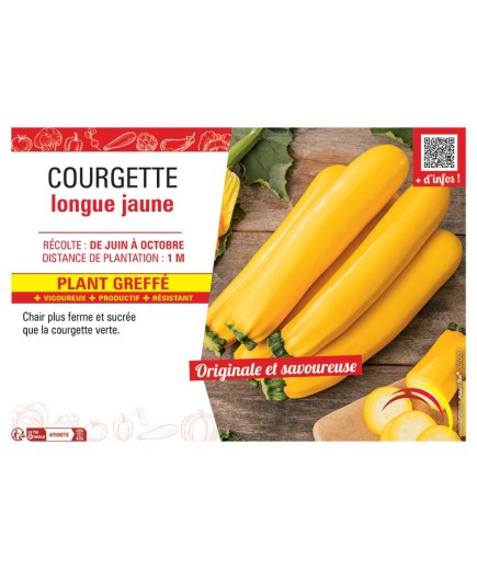 COURGETTE LONGUE JAUNE PLANT GREFFé