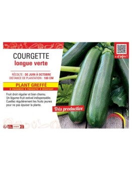 COURGETTE LONGUE VERTE PLANT GREFFé