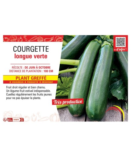 COURGETTE LONGUE VERTE PLANT GREFFé