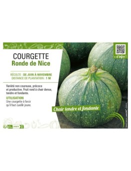 COURGETTE RONDE DE NICE