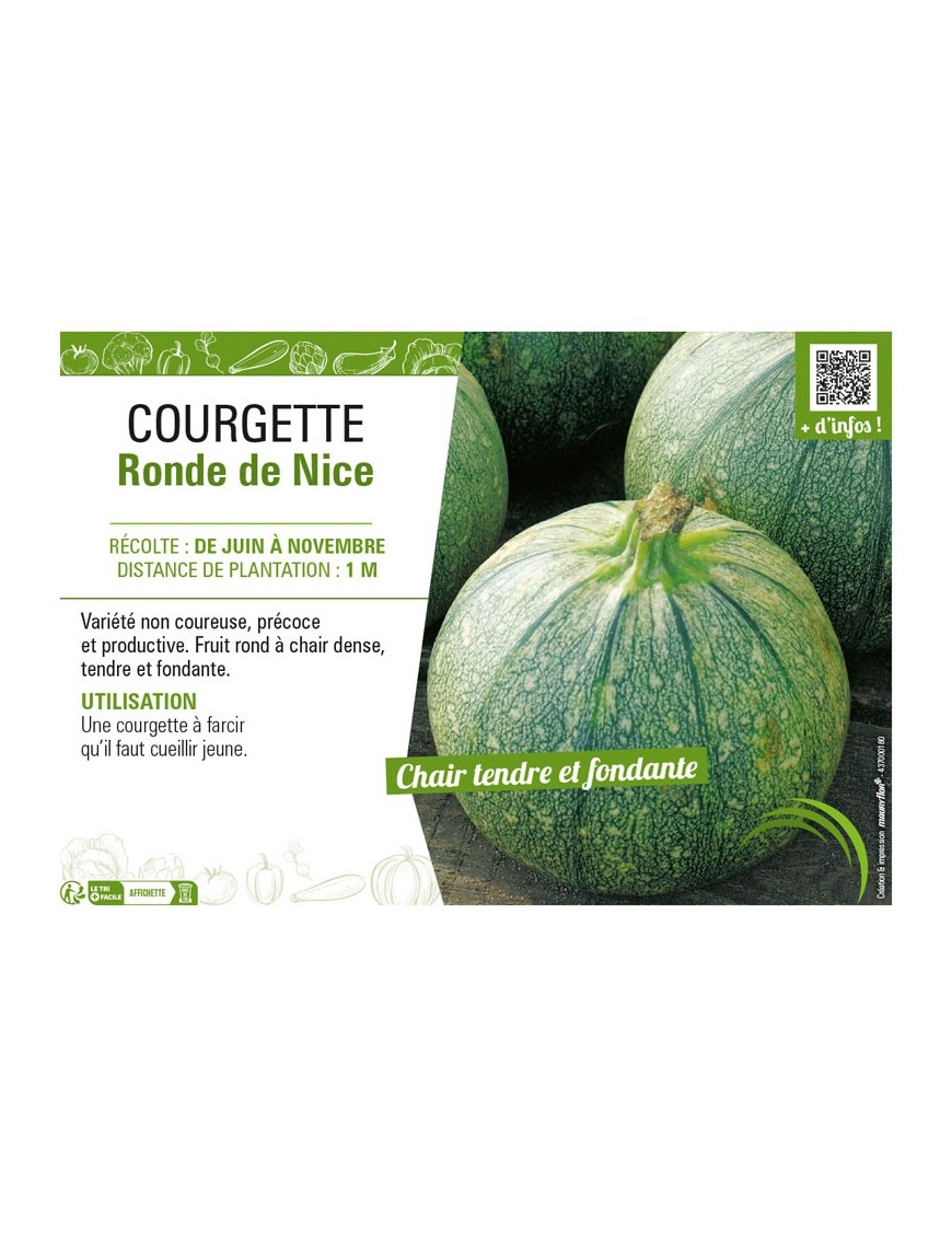 COURGETTE RONDE DE NICE