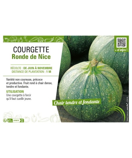 COURGETTE RONDE DE NICE