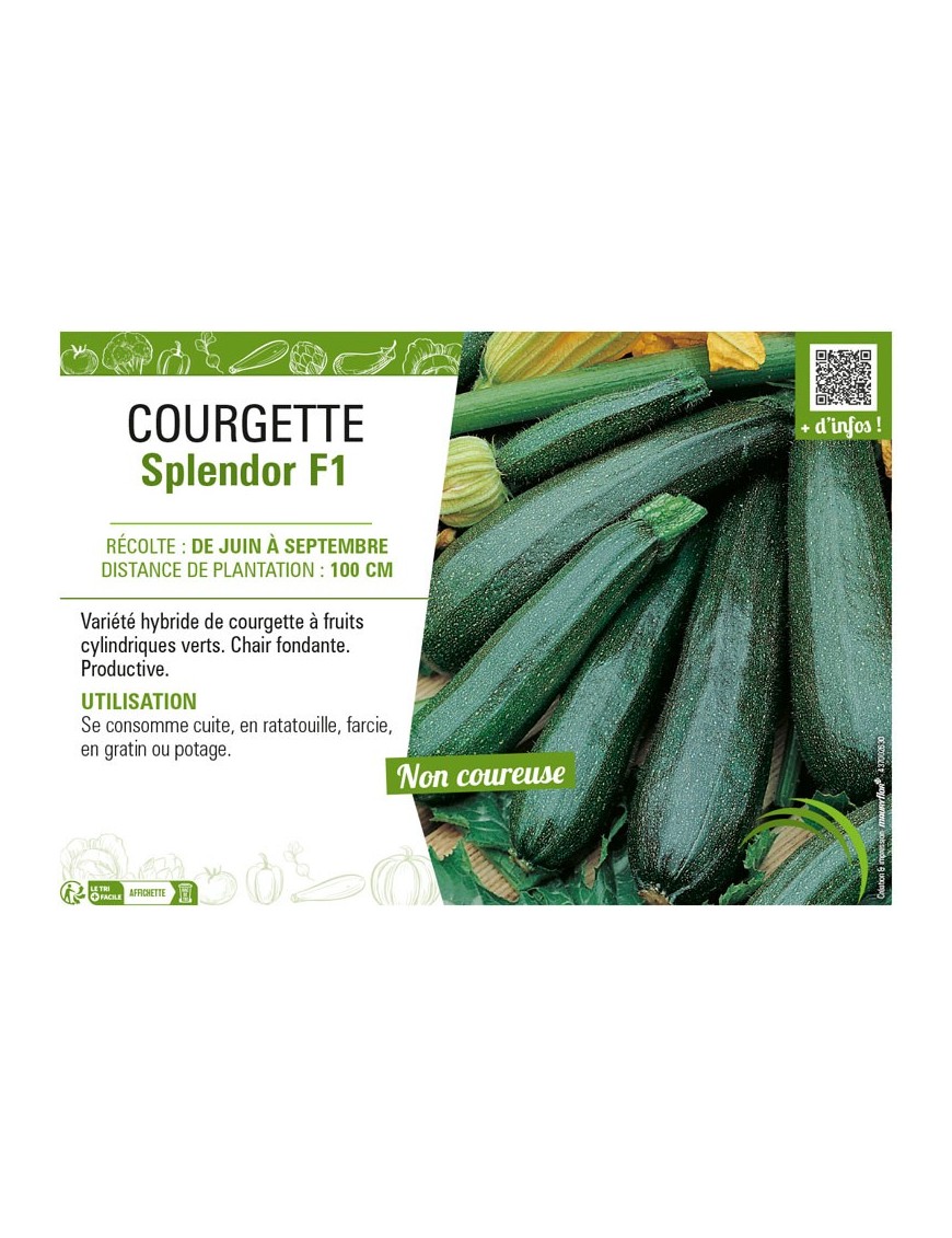 COURGETTE SPLENDOR F1