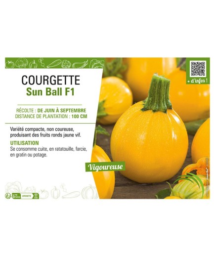 COURGETTE SUN BALL F1