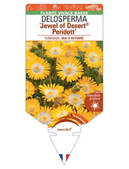 DELOSPERMA Jewel of Desert® Peridott