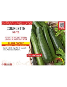 COURGETTE VERTE PLANT GREFFé