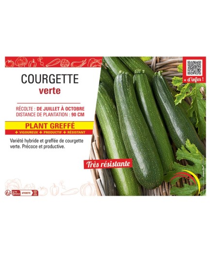 COURGETTE VERTE PLANT GREFFé