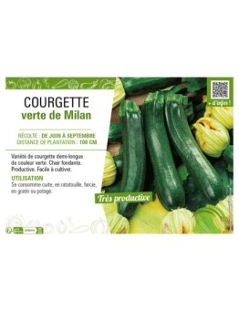 COURGETTE VERTE DE MILAN
