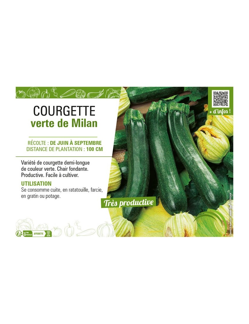 COURGETTE VERTE DE MILAN
