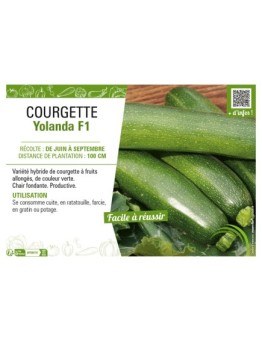 COURGETTE YOLANDA F1