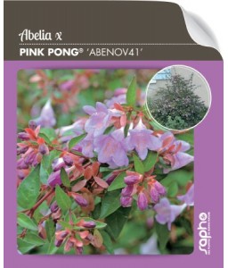 Abelia PING PONG® 'Abenov41'
