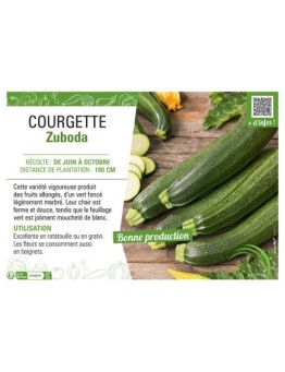 COURGETTE ZUBODA