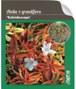 Abelia x grandiflora'Kaleidoscope'
