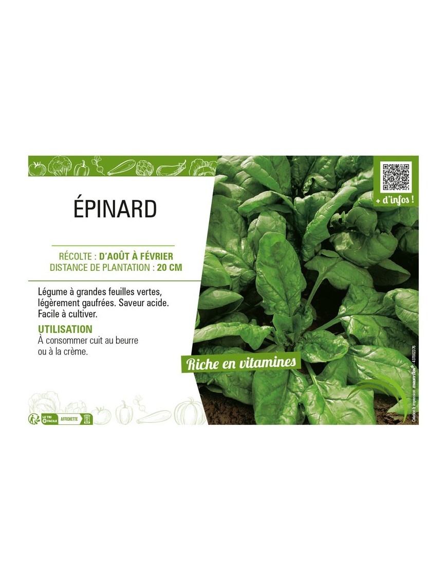 ÉPINARD