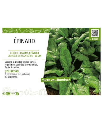 ÉPINARD