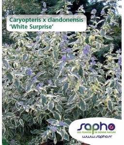 Caryopteris x clandonensis 'White Surprise'
