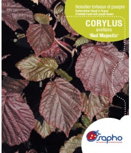 Corylus avellana '‘Red Majestic’ *
