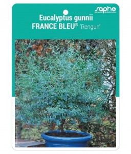 Eucalyptus gunnii FRANCE BLEU® 'Rengun'