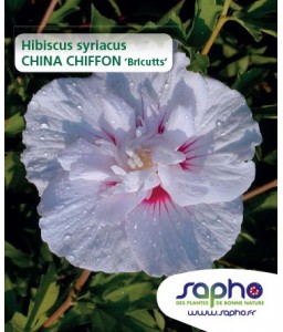 Hibiscus syriacus  CHINA CHIFFON ‘Bricutts’
