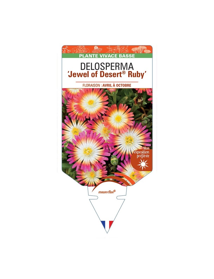 DELOSPERMA Jewel of Desert® Ruby