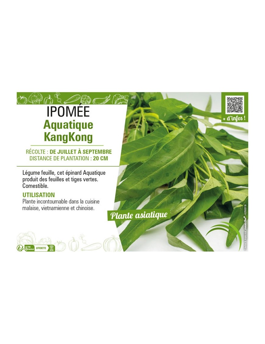 IPOMÉE AQUATIQUE KANGKONG
