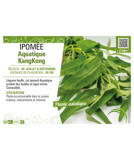 IPOMÉE AQUATIQUE KANGKONG