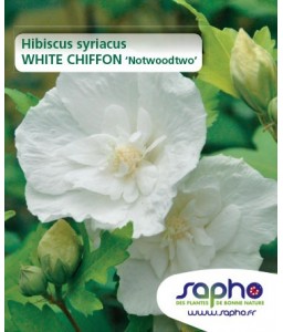 Hibiscus syriacus WHITE CHIFFON 'Notwoodtwo'