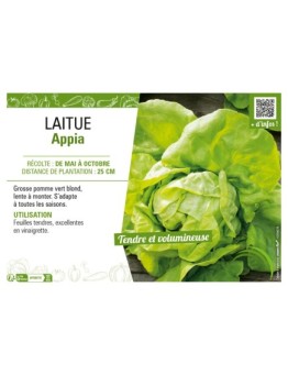 LAITUE APPIA