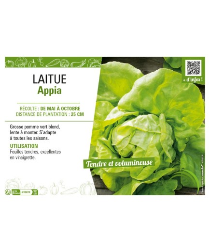 LAITUE APPIA