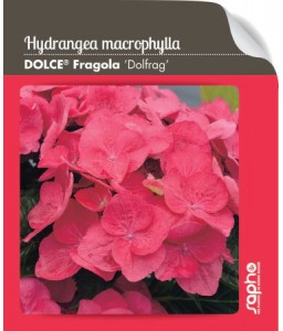 Hydrangea macrophylla DOLCE® Fragola 'DOLFRAG'