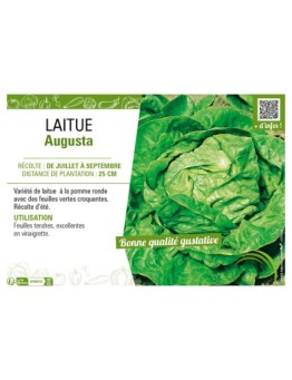 LAITUE AUGUSTA