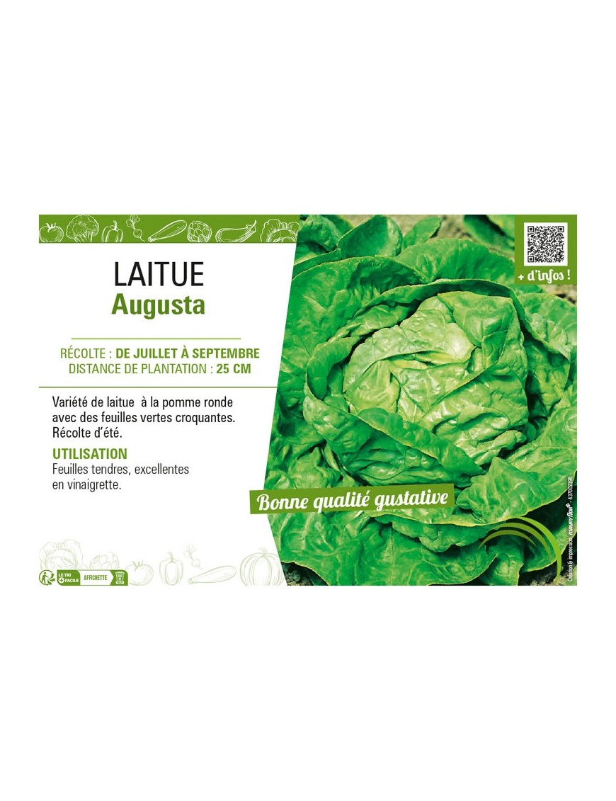 LAITUE AUGUSTA
