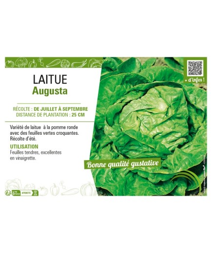 LAITUE AUGUSTA