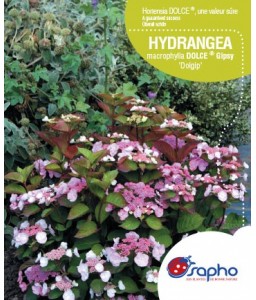 Hydrangea macrophylla DOLCE® Gipsy ‘Dolgip’
