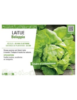 LAITUE BELAPPIA
