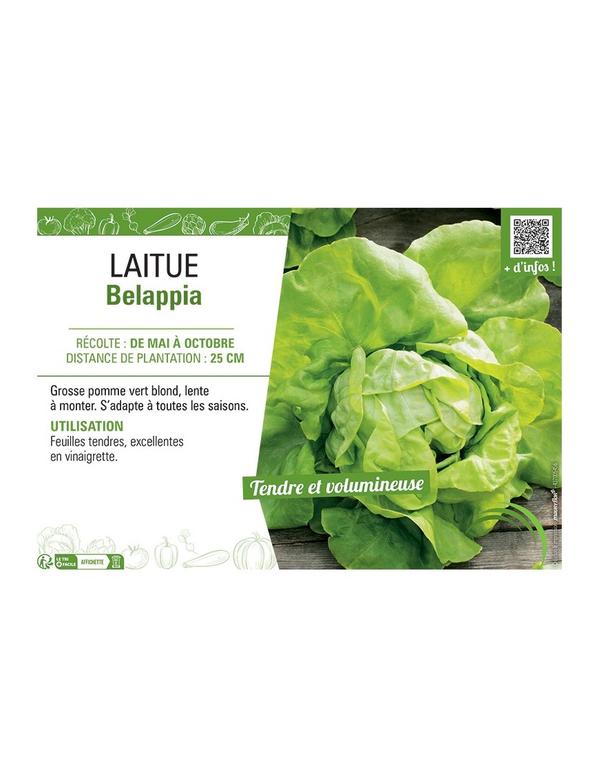 LAITUE BELAPPIA