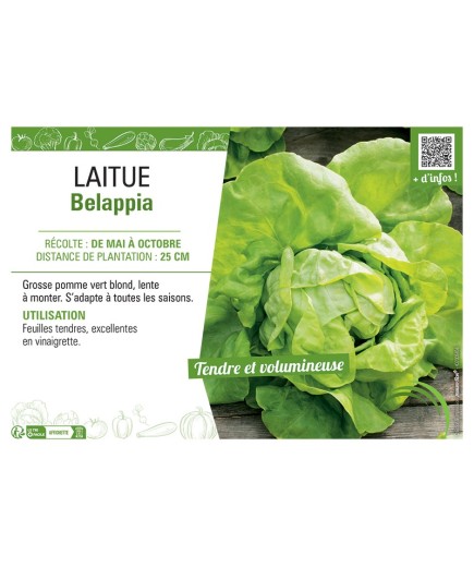 LAITUE BELAPPIA
