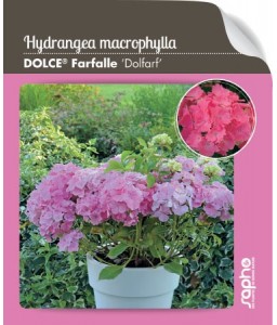 Hydrangea marcrophylla DOLCE® Farfalle 'DOLFARF'