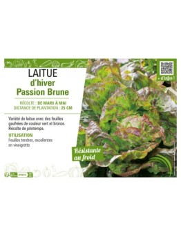 LAITUE D'HIVER BRUNE PASSION