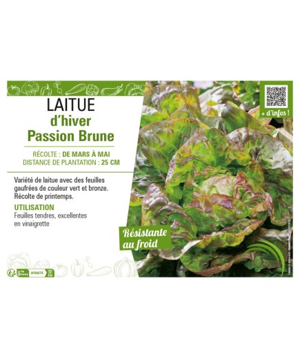 LAITUE D'HIVER BRUNE PASSION