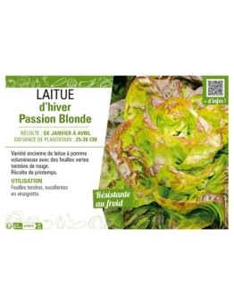 LAITUE D'HIVER PASSION BLONDE