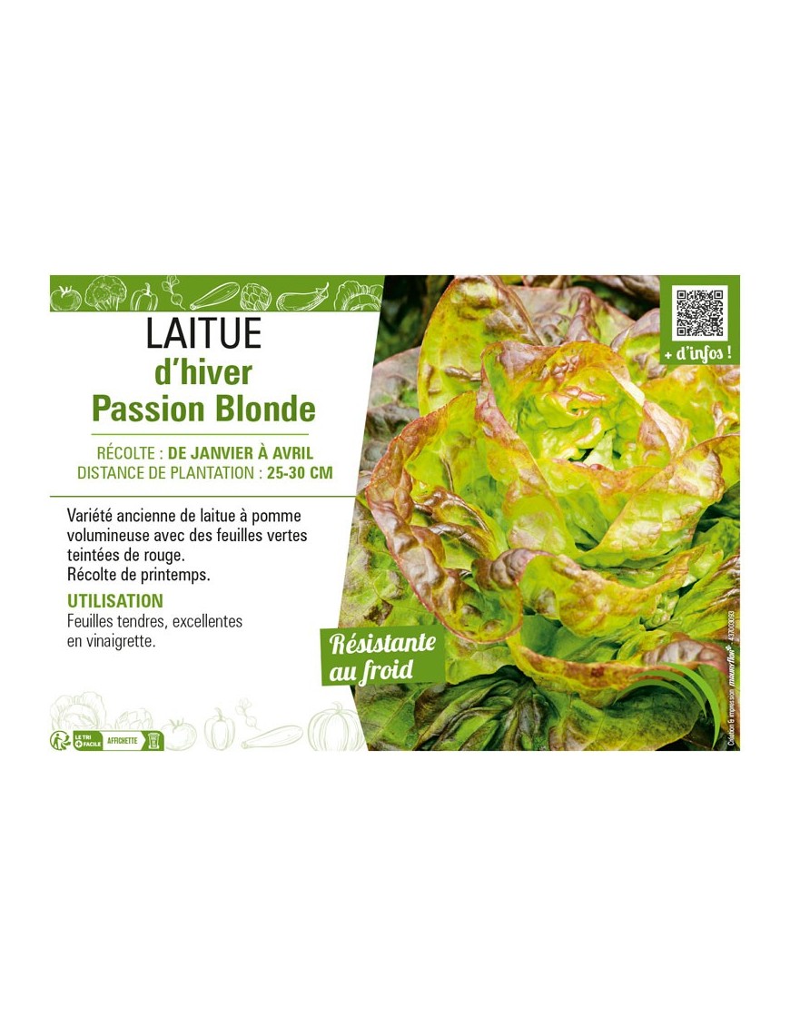 LAITUE D'HIVER PASSION BLONDE