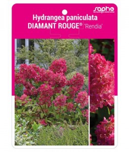 Hydrangea paniculata DIAMANT ROUGE® 'Rendia'