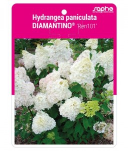 Hydrangea paniculata DIAMANTINO® 'Ren101'