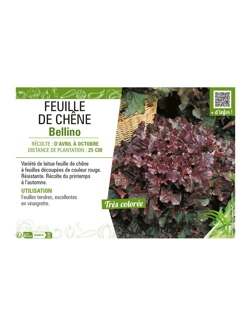 (LAITUE) FEUILLE DE CHÊNE BELLINO